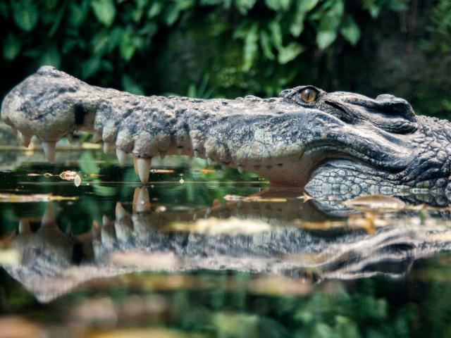 Media - Tranh giành lãnh thổ, cá sấu vặn mình giết chết đồng loại trong nháy mắt