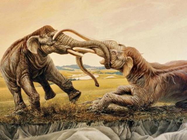 Media - Bí ẩn về quá trình diệt vong của voi ma mút