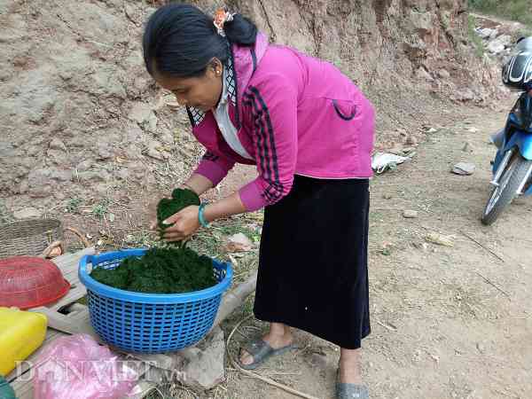 Ngoài nhặt rêu đá về ăn nhiều người dân còn lấy rêu đá về để bán kiếm chút tiền têu.