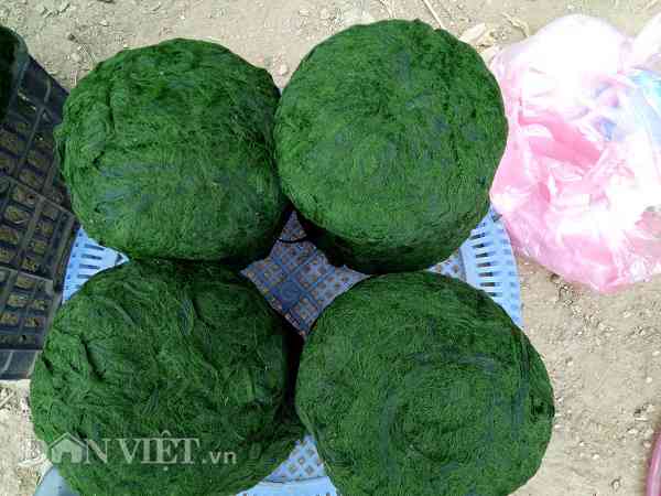 Rêu đá thường mọc từ tháng 9, tháng 10 đến hết tháng 5 âm lịch.