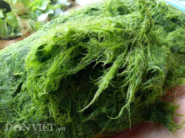 Rêu đá là món ăn đặc sản của dân tộc Thái ở miền núi Tây Bắc.