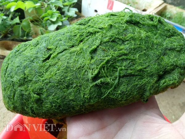 Rêu đá có thể chế biến thành nhiều món ăn như: Rêu nướng, rêu nộm, canh rêu...