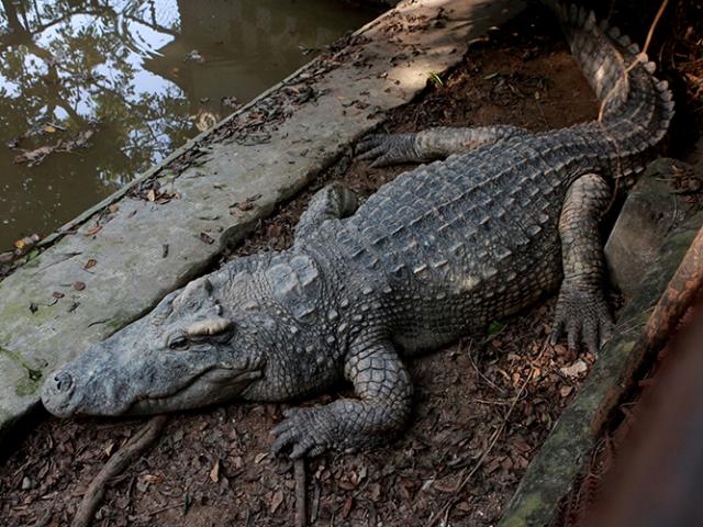 Kinh ngạc trước “cá sấu chúa” nặng trên 400kg trong trang trại của ”vua cá sấu”