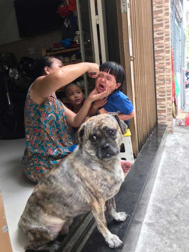 Cậu chủ khóc nức nở khi bị cắt tóc, biểu cảm của chú chó bên cạnh khiến dân mạng không nhịn cười - 3