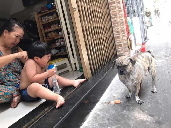 Cậu chủ khóc nức nở khi bị cắt tóc, biểu cảm của chú chó bên cạnh khiến dân mạng không nhịn cười - 2