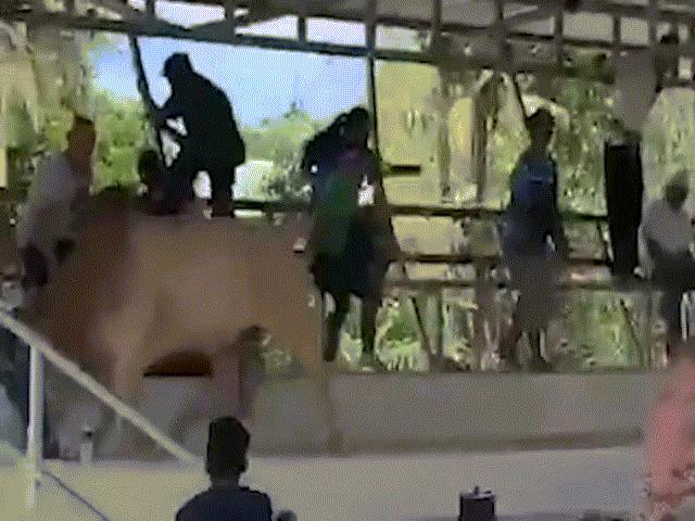 Phi thường - kỳ quặc - Bò chiến lao lên tận khán đài tấn công khán giả