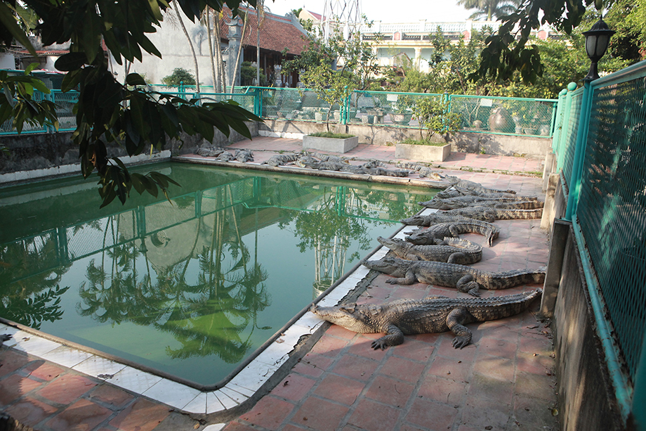 Cận cảnh đàn cá sấu “khủng” nhất miền Bắc của “vua cá sấu” - 8