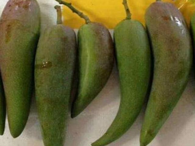 Thị trường - Tiêu dùng - Giống xoài độc lạ mang hình dáng của... quả ớt, giá bán rẻ bất ngờ