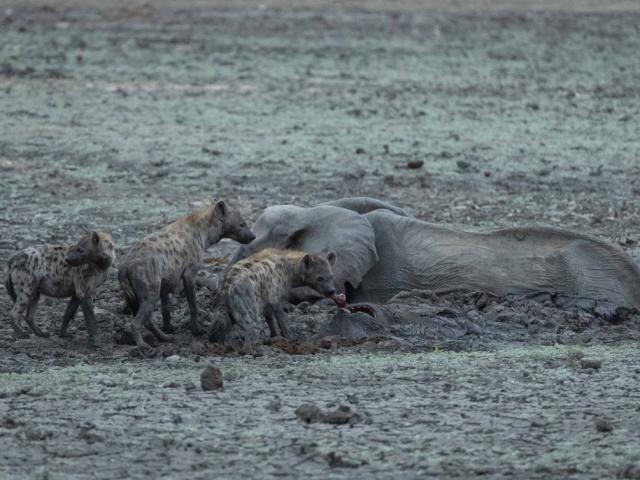 Phi thường - kỳ quặc - Voi mẹ bất lực nhìn con bị đàn linh cẩu ăn thịt sống