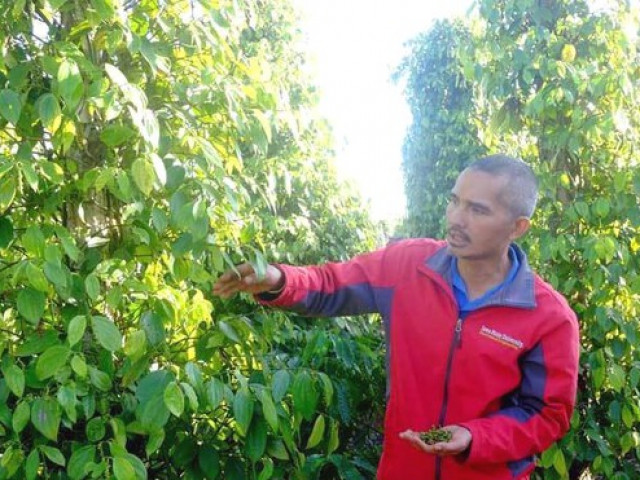 Kinh doanh - Giữa khủng hoảng, anh cử nhân lên núi làm chuyện "ngược đời" thu tiền tỷ