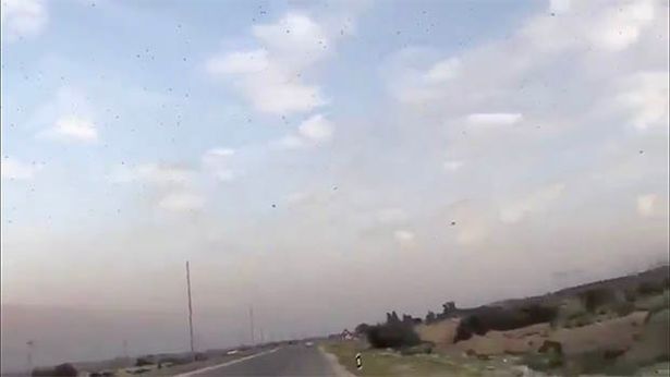 Nạn châu chấu đã xuất hiện ở Iran.