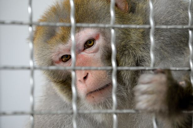 Khỉ thường được dùng để phục vụ thí nghiệm liên quan đến người.