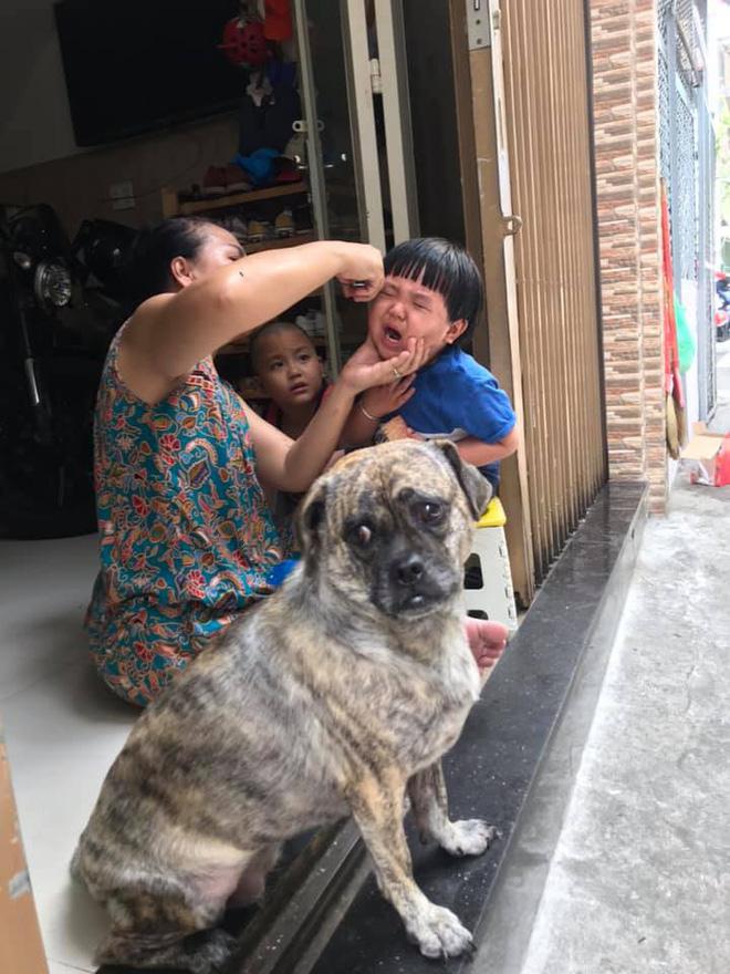 Cậu chủ khóc nức nở khi bị cắt tóc, biểu cảm của chú chó bên cạnh khiến dân mạng không thể nhịn cười - 3