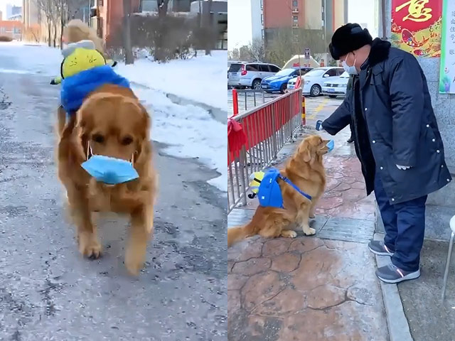 Video Clip Cười - Trong mùa dịch thì dù có là boss cũng phải kiểm tra đầy đủ