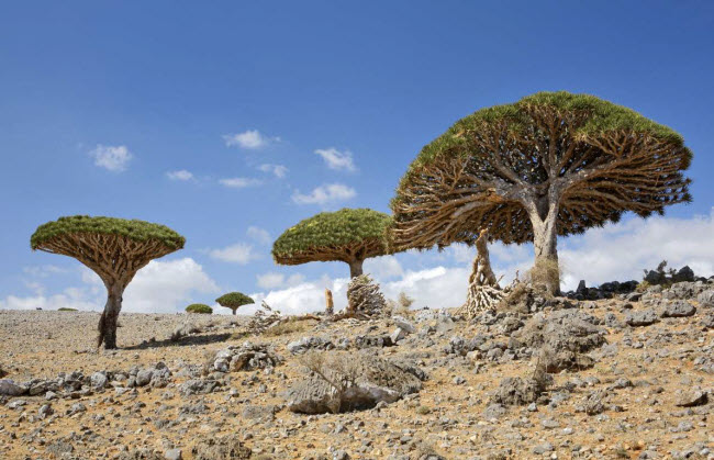 Cây máu rồng, Yemen: Tên của loài cây này bắt nguồn từ việc nó có nhựa màu đỏ. Chúng có hình dạng kỳ lạ và phát triển chậm trên hòn đảo Socotra, Yemen.
