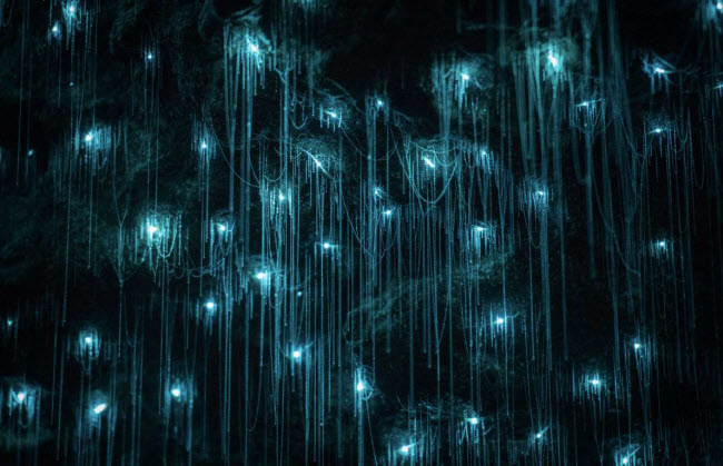 Hang đom đóm Waitomo, New Zealand: Hang động là nơi sinh sống của loài đom đóm bản địa. Khi vào bên trong, du khách sẽ có cảm giác như lạc vào một thế giới huyền ảo với ánh sáng lung linh do hàng triệu con đom đóm phát ra.
