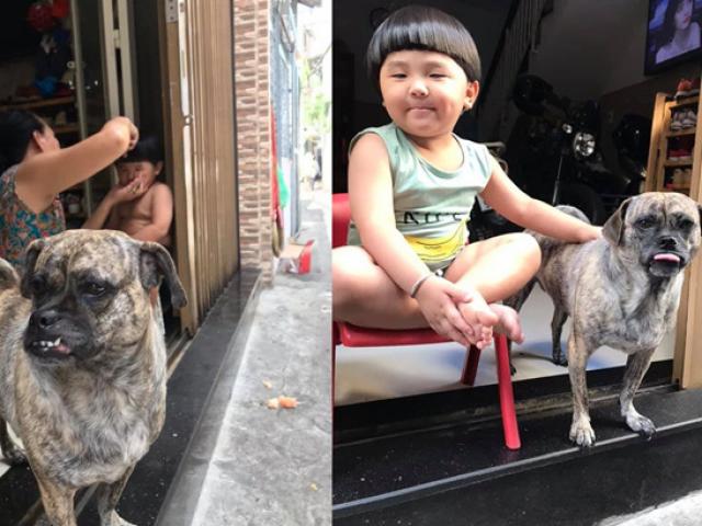 Bạn trẻ - Cuộc sống - Cậu chủ khóc nức nở khi bị cắt tóc, biểu cảm của chú chó bên cạnh khiến dân mạng không thể nhịn cười