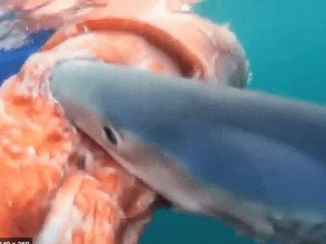 Media - Cận cảnh quái vật đại dương "xé xác" mực khổng lồ sau trận tử chiến