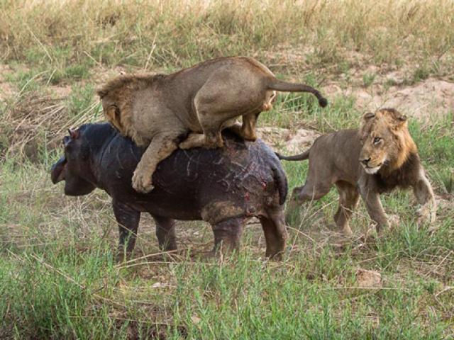 Media - Bị 4 sư tử "níu kéo" trên lưng, hà mã vẫn bình thản chống chọi