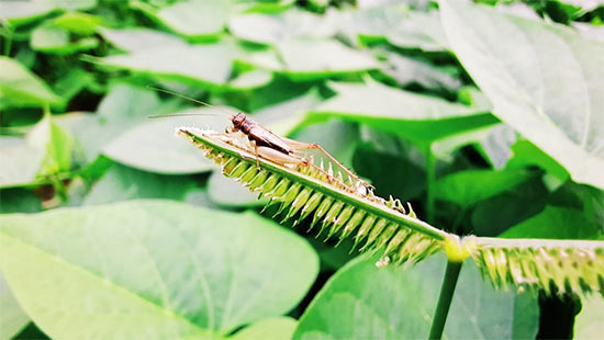 Công nghệ camera macro, người dẫn đầu và kẻ bám đuôi - 2