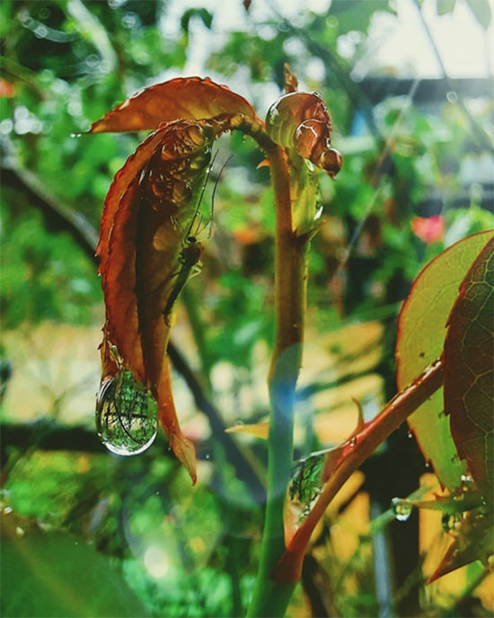 Công nghệ camera macro, người dẫn đầu và kẻ bám đuôi - 3