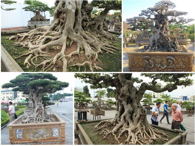 Thị trường - Tiêu dùng - Bán cây sanh "báu vật" 16 tỷ, đại gia Hà Nội bật khóc vì nuối tiếc