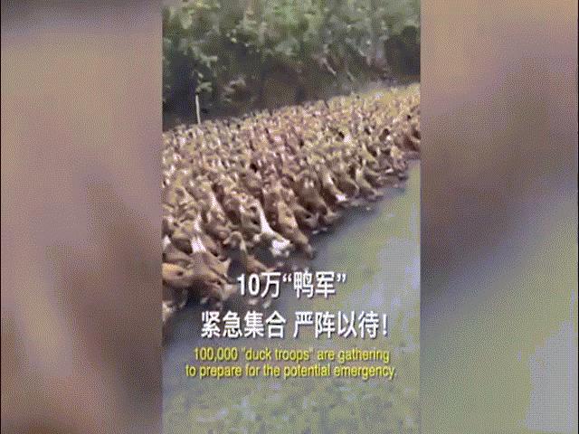 Thế giới - TQ tính điều "binh đoàn vịt" 10 vạn con tới Pakistan dập dịch châu chấu châu Phi?