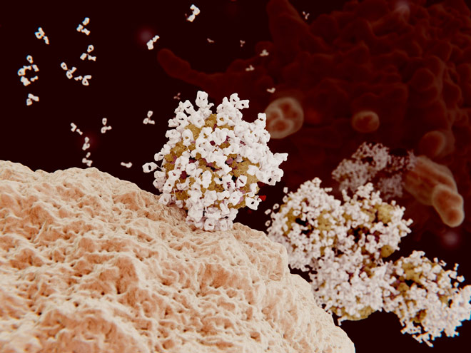 Các kháng thể (màu trắng) ‘bao vây’ tiêu diệt virus covid-19 (màu vàng).