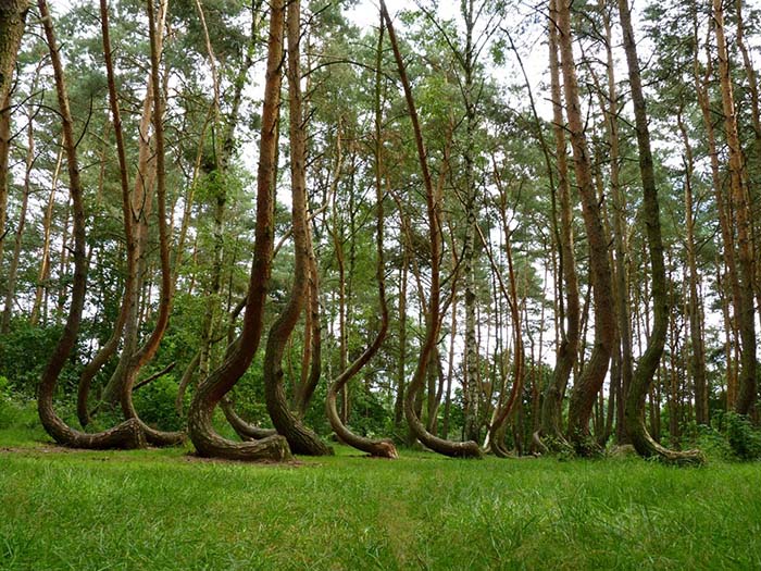 Bí ẩn khu rừng cong vẹo như sâu đo ở Ba Lan - 3