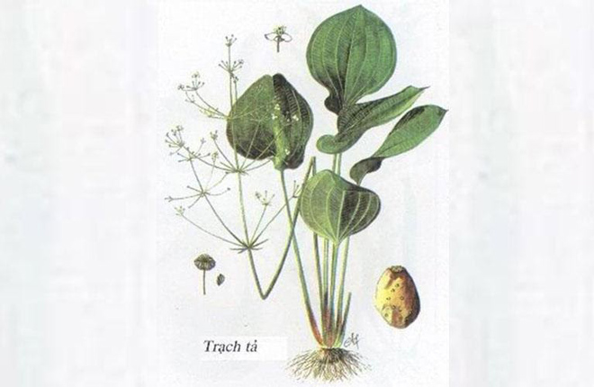 Cây trạch tả tốt cho người bị gút