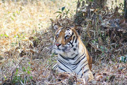 Hổ sinh sống ở Khu bảo tồn Ranthambore, Ấn Độ