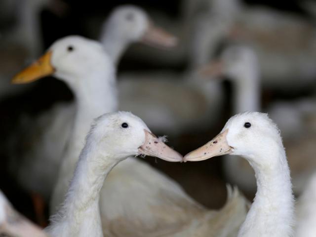 Thế giới - Sự thật chuyện Trung Quốc đưa 10 vạn “chiến binh vịt” sang Pakistan diệt châu chấu