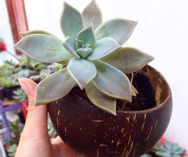 Tiền công làm ra cũng không nhiều. Theo anh, với những người mới vào học nghề mỗi ngày chỉ kiếm được khoảng 50.000 đồng, còn làm được 1 năm trở lên có thể kiếm được trên 150.000 đồng/ngày.