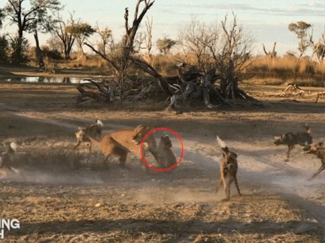 Media - Bị chó hoang "phục kích", sư tử mẹ ác chiến mở lối cho con chạy thoát