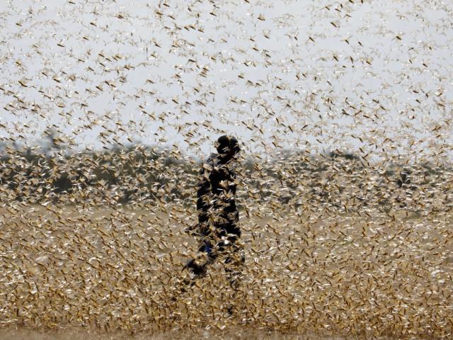 Thế giới - Đang "quay cuồng" vì Covid-19, Trung Quốc đã sẵn sàng đón dịch châu chấu châu Phi?