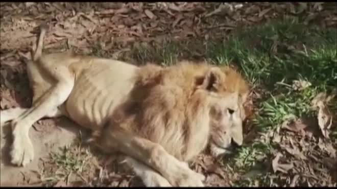 Video: Sư tử ôm chầm lấy ân nhân cứu mạng sau 2 năm gặp lại