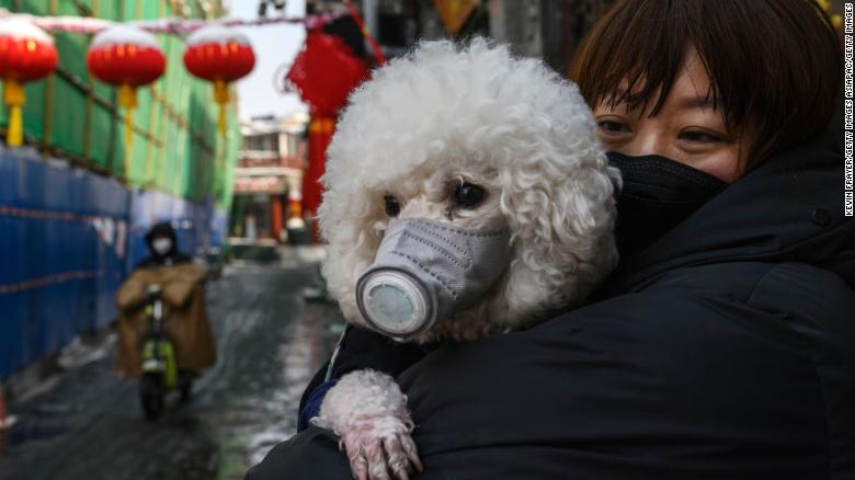 Một chú chó được chủ đeo khẩu trang ở Bắc Kinh.