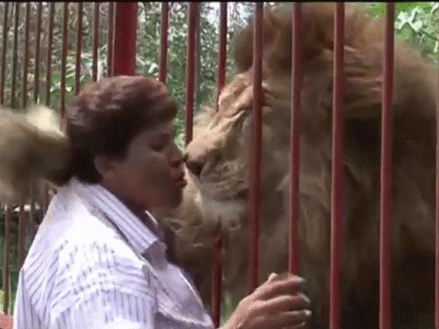 Bạn trẻ - Cuộc sống - Video: Sư tử ôm chầm lấy ân nhân cứu mạng sau 2 năm gặp lại