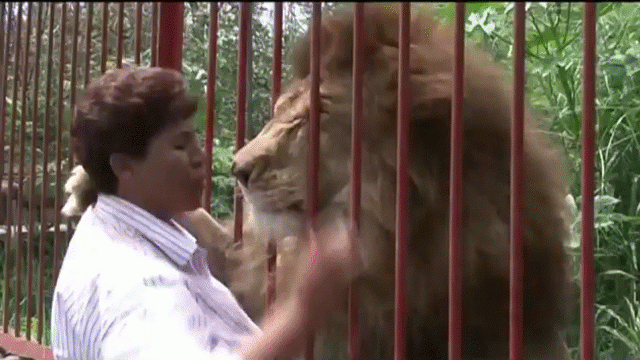 Video: Sư tử ôm chầm lấy ân nhân cứu mạng sau 2 năm gặp lại - 1