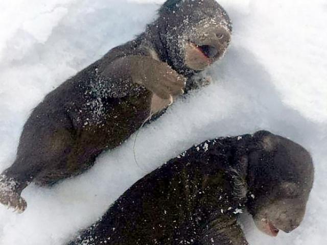 Phi thường - kỳ quặc - Nga: Gấu con chết cóng vì gấu mẹ bị những kẻ mang cưa máy đến tấn công