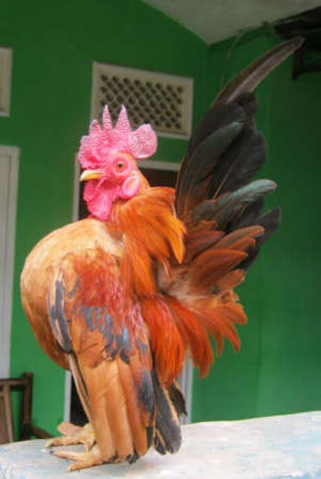 Loài này chỉ mới có từ 50 năm trở lại đây nhờ quá trình lai tạo. Hiện nay, ở Việt Nam đang nở rộ bán giống gà có hình dáng lạ này làm cảnh. 