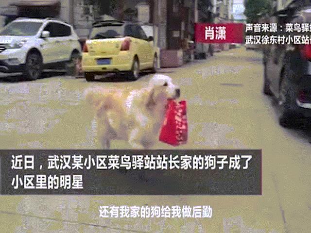 Thế giới - Chú chó giúp đưa đồ ăn cho 600 người cách ly ở Vũ Hán mỗi ngày