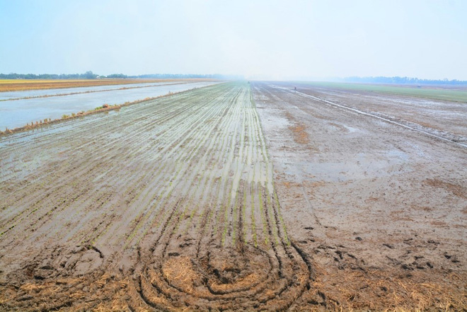 Vụ mùa cấy sôi động tại Đồng bằng sông Cửu Long - 4