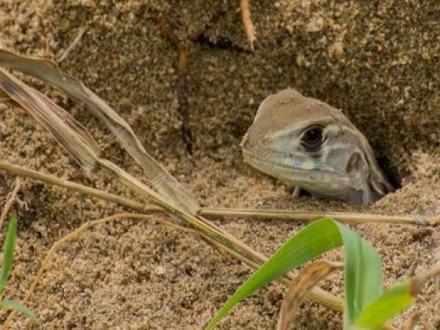 Thị trường - Tiêu dùng - Từ loài hoang dã, người dân đem về nuôi thu lợi nhuận cao bất ngờ