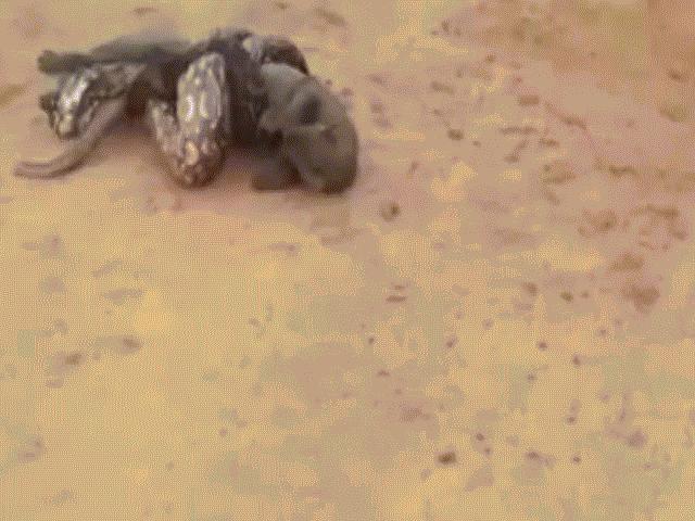 Phi thường - kỳ quặc - Mèo rừng vùng vẫy cố thoát khỏi vòng siết của trăn đói