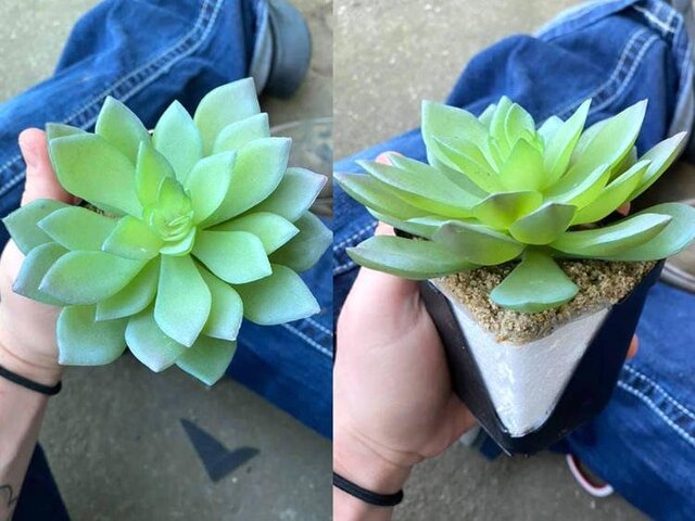 Thị trường - Tiêu dùng - Mua chậu cây giá rẻ, tỉ mỉ chăm sóc mấy năm mới biết là cây giả