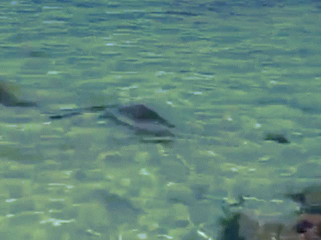 Thế giới - Cận cảnh hải cẩu đói truy sát cá voi