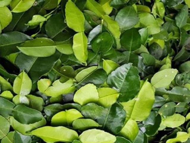 Thị trường - Tiêu dùng - Thứ lá "rẻ như cho" ở Việt Nam, sang nước ngoài vài triệu đồng/kg