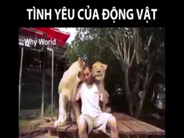 Bạn trẻ - Cuộc sống - Clip: Tình cảm động vật dành cho con người khiến ai cũng ngỡ ngàng