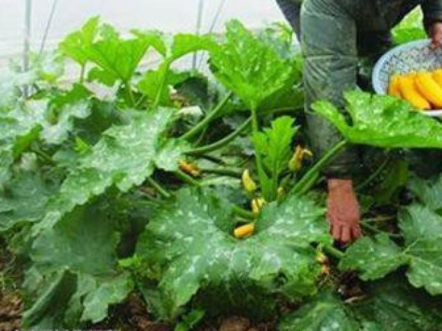 Thị trường - Tiêu dùng - Trồng quả “hồ lô chuối”, mỗi năm dễ dàng đút túi ngay nửa tỷ đồng